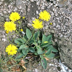 Pilosella - lutter contre la rétention d'eau