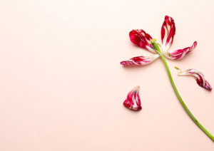 Libido : 5 plantes qui peuvent vous aider