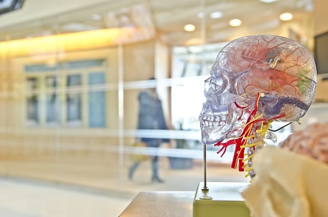 aliments bons pour le cerveau - LMP Santé