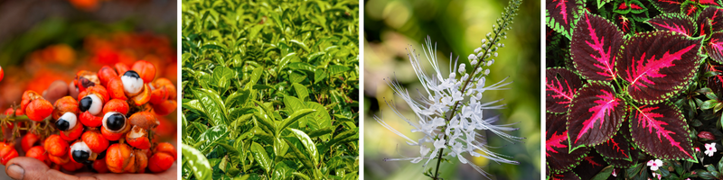 4 plantes pour mincir