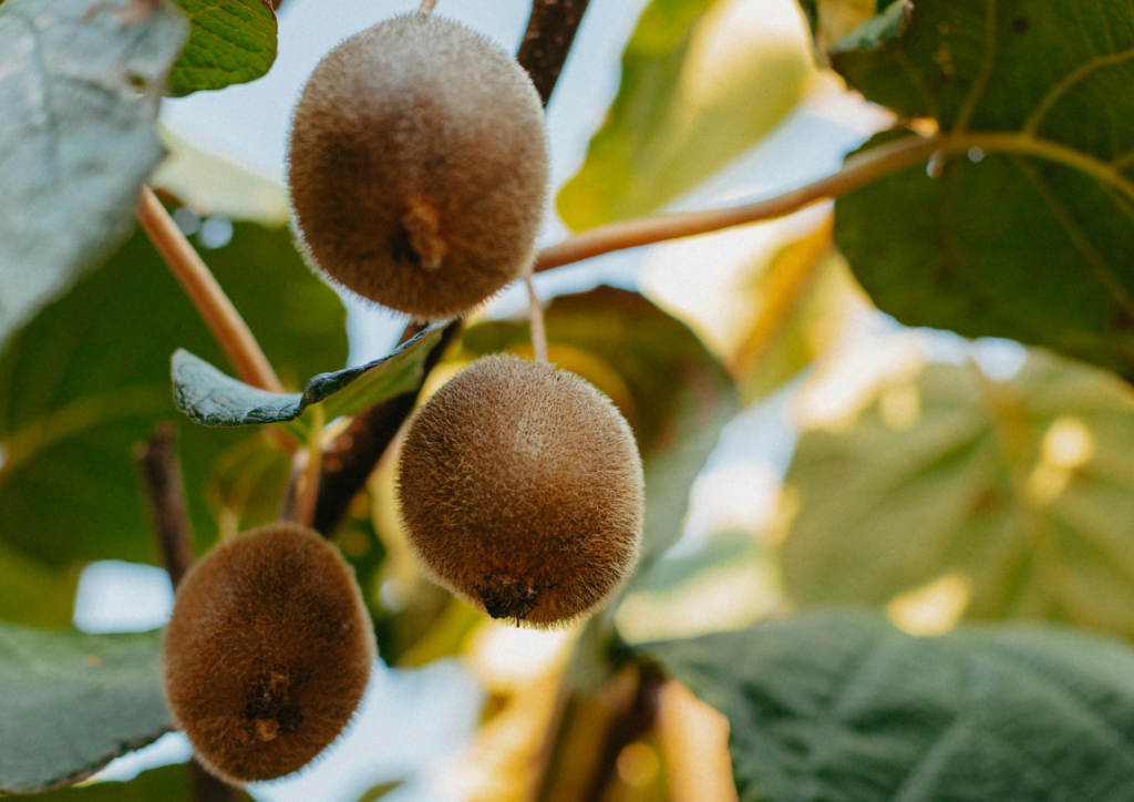 Le kiwi pour renforcer votre système immunitaire !