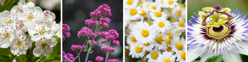 Améliorer la qualité du sommeil grâce aux compléments alimentaires
