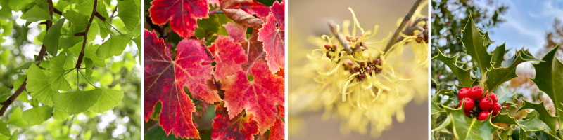 Plantes pour soulager les jambes lourdes